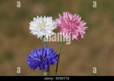 Weiße, rosa, blaue Blüten von Kornblumen, Junggeselenknopf (Centaurea cyanus). Sommer, Niederlande Stockfoto