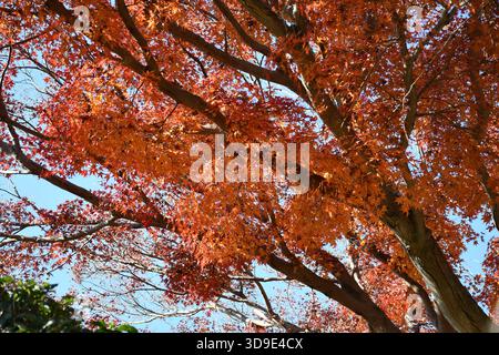 Japan. Ahornbaum Anfang Dezember. Stockfoto
