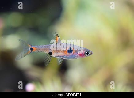 Boraras maculatus vor Aquarienhintergrund Stockfoto