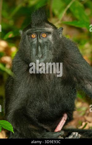 Macaca nigra, eine vom Aussterben bedrohte Art im Tangkoko-Nationalpark in Nord-Sulawesi, Indonesien Stockfoto