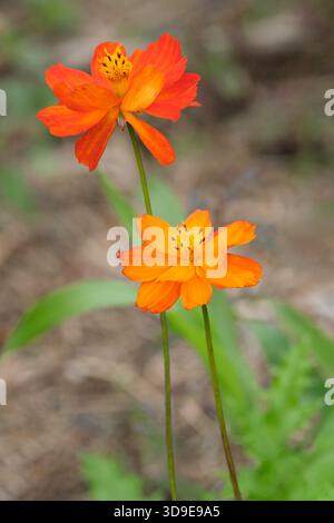 COSMOS Sulphureus Tango, gelber Cosmos Tango, halbdoppelte Blütenschattierungen von Orange, gelbe Zentren, im Sommer Stockfoto