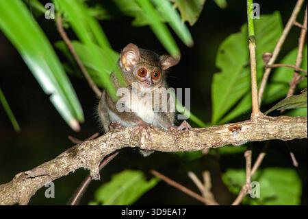 Ein einzelner Spektraltarsier, Tarsius tarsier, befindet sich auf einem Baumzweig im Tangkoko-Nationalpark in Sulawesi, Indonesien Stockfoto