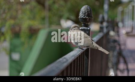 Schildkrötentaube auf einem detaillierten schmiedeeisernen Zaun mit einem verschwommenen sonnigen städtischen Hintergrund mit grünem Laub und Schatten. Stockfoto