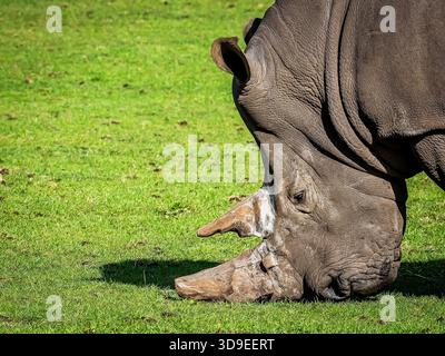 Ein zweihörniges weißes Nashorn ist ein toller Anblick, sogar um es friedlich weiden zu sehen. Seine Hörner sind völlig zerschlagen. Stockfoto
