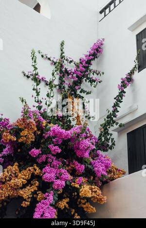Bougainvillea in leuchtendem Pink und Orange in Binibeca Vell, Menorca Stockfoto