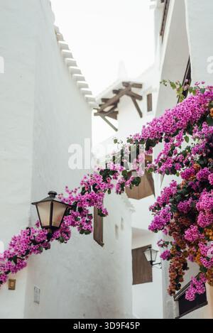 Bougainvillea Blumen auf der weiß getünchten Gasse in Binibeca Vell, Menorca Stockfoto