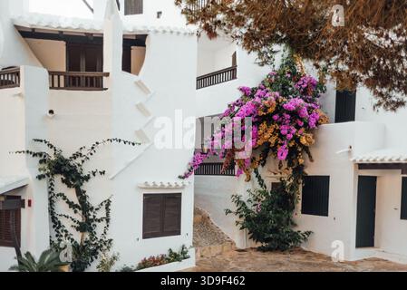 Weiß getünchte Häuser mit Bougainvillea in Binibeca Vell, Menorca Stockfoto