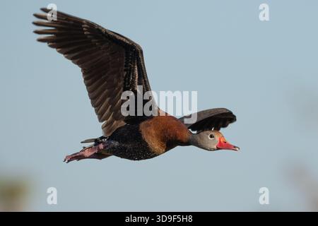 Schwarzbauchige Pfeifenente im Flug Stockfoto