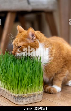 Eine Ingwerkatze isst grünes Gras. Gesundes, spezielles vitaminreiches Futter für Katzen. Selektiver Fokus Stockfoto