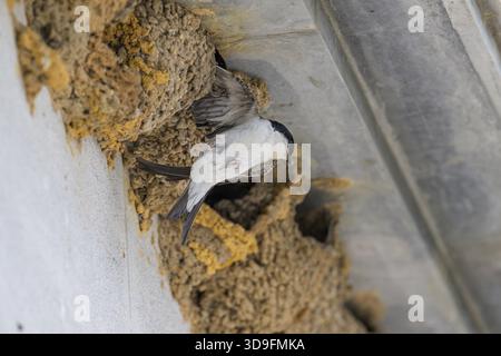 Gemeines Haus Martin im Schlammnest unter Beton, gefangen von einem anderen martin Stockfoto