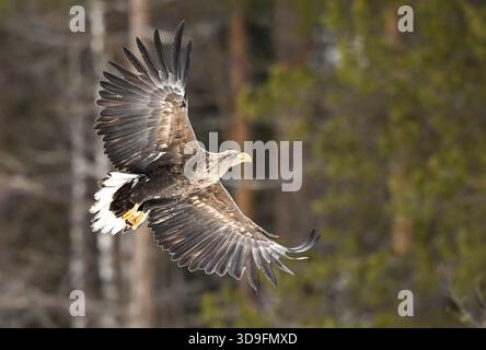 Weißschwanzadler im Flug über verschwommenen Wald Stockfoto