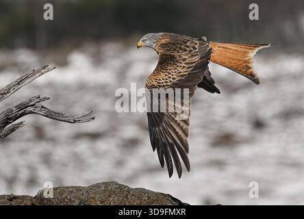 Red Kite im Flug über gefrorene Landschaft Stockfoto