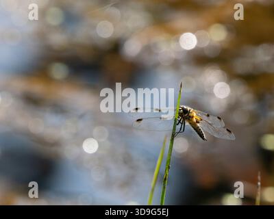 Vierkreuzter Chaser Libelle (Libellula quadrimaculata) Wiener Zentralfriedhof, Wien, Österreich Stockfoto
