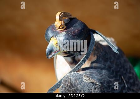 Der Wanderfalke trägt eine traditionelle Lederhaube, bereitet sich auf eine Falknerei vor und demonstriert die menschliche Verbindung zu ausgebildeten Raubvögeln Stockfoto