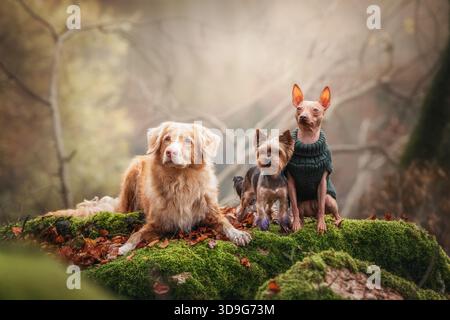 Verspielte Hunde in gemütlichen Pullover erkunden die herbstliche Landschaft am See Stockfoto