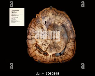 Versteinerter Baumstamm versteinerter Wald zwischen 120 und 240 Millionen Jahre alt, Naturkundemuseum, Wien, Österreich Stockfoto