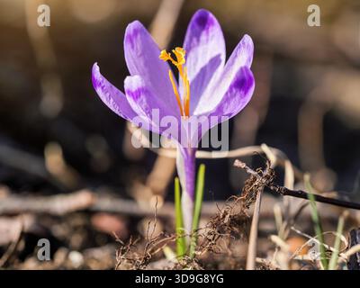 Die Sonne scheint auf wilden lila und gelben Iris (Crocus heuffelianus discolor) Blüten, die im trockenen Gras wachsen Stockfoto