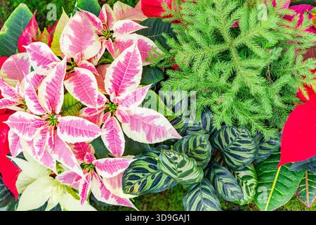 Nahaufnahme der Anordnung von Weihnachtspflanzen einschließlich roter und rosafarbener Punkte. Stockfoto