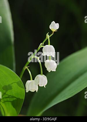 Lily of the Valley Flower (Convallaria majalis) Ehrwald, Österreich, gestapeltes Fokusbild Stockfoto