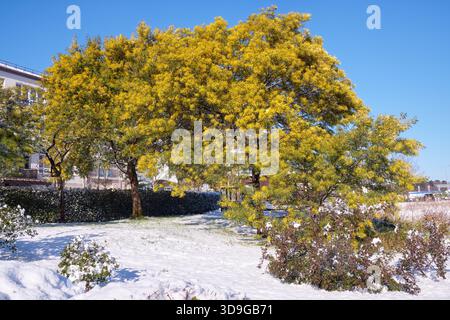 Blühende Silberflechte (Acacia dealbata) nach plötzlichem Schneefall in der Ferienstadt. Sirius. Region Krasnodar. Russland Stockfoto