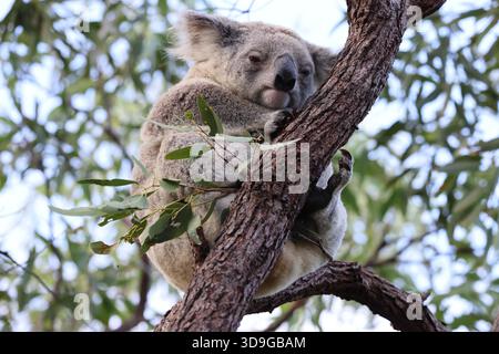 Ein Koala sitzt auf einem Baum auf Magnetic Island, Australien Stockfoto