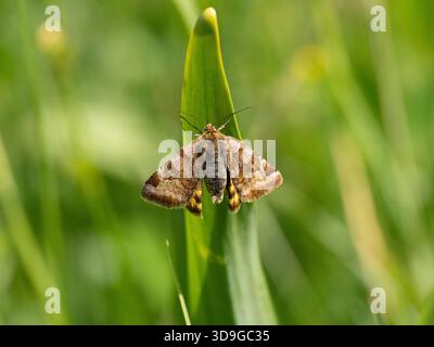 Burnet Companion Moth (Euclidia glyphica) Ehrwald, Österreich Stockfoto