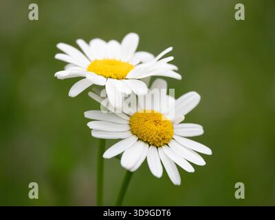 Gewöhnliche Gänseblümchen (Bellis perennis) Ehrwald, Österreich Stockfoto