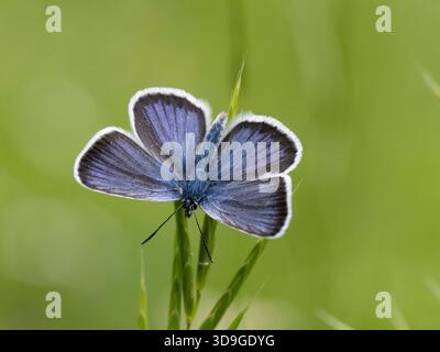 Gemeiner Blauer Schmetterling (Polyommatus icarus) männlich, Ehrwald, Österreich Stockfoto