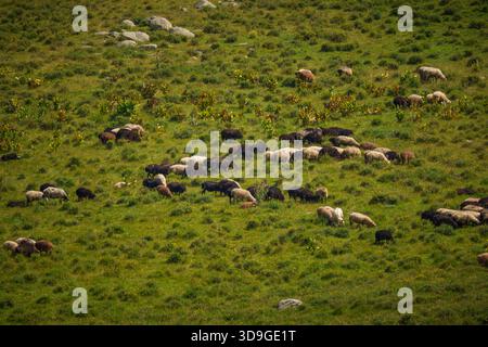 Eine große Schafherde weidet auf einer abgelegenen grünen Bergweide, von oben gesehen bei natürlichem Tageslicht im Sommer Stockfoto