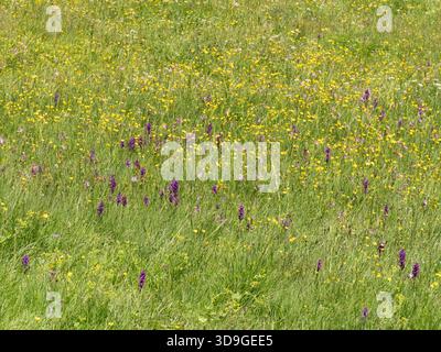 Südliche SumpfOrchidee (Dactylorhiza majalis subsp. Praetermissa) & Wiesen Buttercup (Ranunculus acris) Ehrwald, Österreich Stockfoto