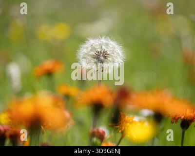 Löwenzahnsamenkopf (Taraxacum officinale) Marienberg, Biberwier, Österreich Stockfoto