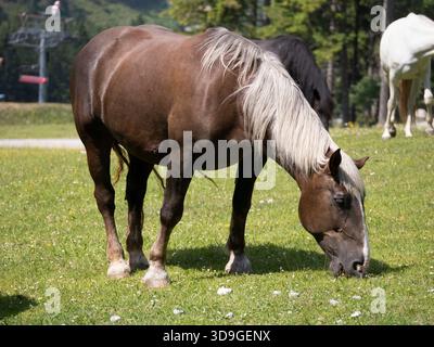 Hauspferde auf Almwiesen, Marienberg, Biberwier, Österreich Stockfoto