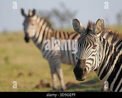 Porträt von Plains Zebra (Equus quagga, ehemals Equus burchellii) in der Kamera - ein weiteres in synchronisierter, aber defokussierter Masai Mara Conservancies, Kenia Stockfoto