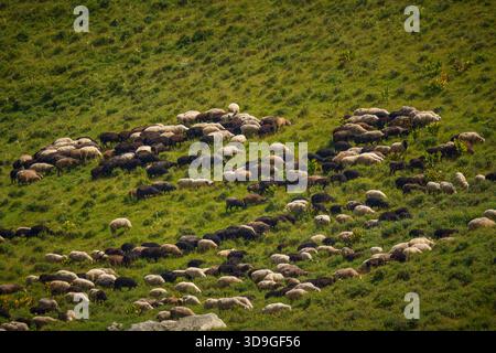 Eine große Schafherde weidet auf einer abgelegenen grünen Bergweide, von oben gesehen bei natürlichem Tageslicht im Sommer Stockfoto