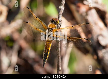 Eine wunderschöne vierfleckige Skimmer Libelle (Libellula quadrimaculata) liegt auf einem Zweig in den Wisconsin northwoods im Florence County. Stockfoto