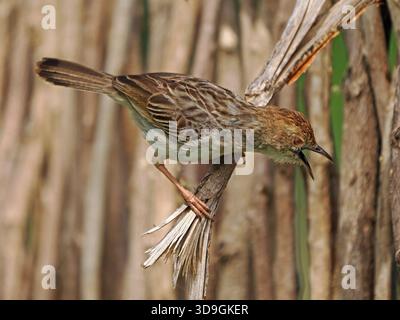 Ratternde Cisticola (Cisticola chiniana) ruft einen Raubtier auf dem Boden unten in Mara Conservancies in Kenia-Afrika Stockfoto
