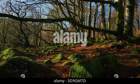 Buchenwälder mit alten Bäumen, moosbedeckten Felsen, Herbstblättern und alten Steinmauern bei Morgensonne. Stockfoto