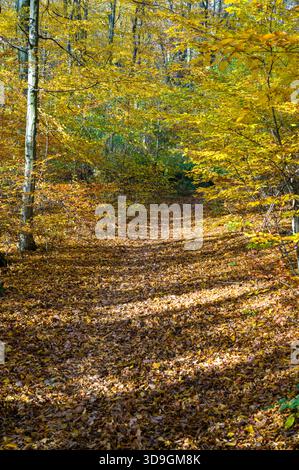 Ein Pfad, der mit abgefallenen Blättern bedeckt ist, windet sich im Herbst durch einen Wald. Die Bäume wechseln ihre Farbe und schaffen eine schöne und ruhige Szene. Die Blätter haben Stockfoto