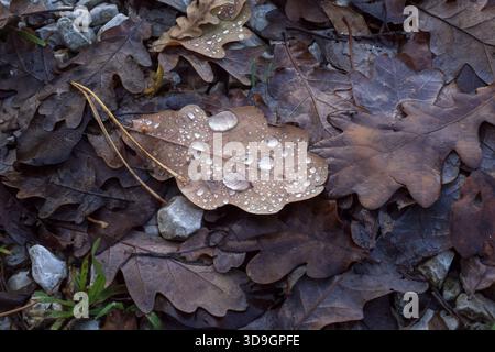 Braune Eichenblätter mit Regentropfen auf Waldgrund, Nahaufnahme nasses Herbstlaub mit natürlichen saisonalen Details nach Regen Stockfoto