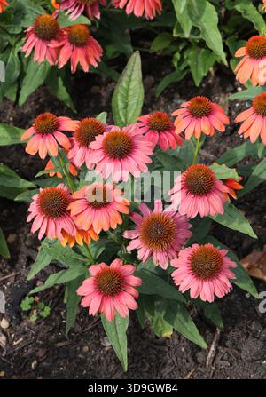 Sombrero Tango Tangerine Coneflower, Echinacea 'Balsomotan', Asteraceae. Sie sind nur in Ost- und Zentralamerika heimisch, wo sie wachsen Stockfoto