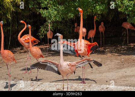 Flamingos zeigen ihr farbenfrohes Gefieder und ihre Flügelspannweite, während sie zusammen in einem Zoogehege stehen und das warme Wetter genießen Stockfoto