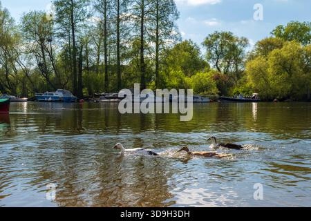 Moschusenten (Cairina moschata) schwimmen mit vertäuten Booten und Springbäumen über die Themse in Richmond, London, Großbritannien Stockfoto