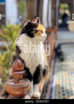 Calico-Katze auf hölzernem Riad-Geländer im Garten des Marrakesch-Hofes, Marokko. Sanftes Tageslicht, warme, ruhige Atmosphäre Stockfoto