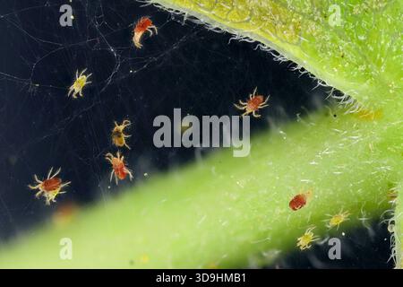 Tetranychus urticae (gebräuchliche Namen sind rote Spinnmilbe und zweifleckige Spinnmilbe) ist eine Pflanzenmilbe in einem Spinnennetz auf der Pflanze. Stockfoto