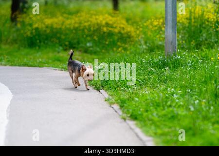 Ein kleiner, flauschiger Hund erkundet gerne einen malerischen Park voller lebendiger Grünflächen und schöner blühender Blumen Stockfoto