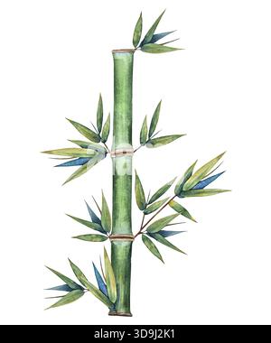 Aquarellillustration eines grünen Bambusstiels mit verzweigten Blättern in natürlichem botanischen Stil. Für Öko-Marken, Spa-Produkte, Verpackungen, Wellness, Textilien, asiatische Motive und Tapeten. Stockfoto