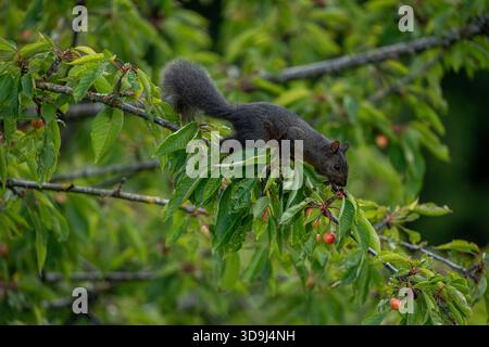 Schwarzes melanistisches Eichhörnchen erstreckt sich entlang eines Zweigs, der in einem grünen Kirschbaum im pazifischen Nordwesten nach Reifen Kirschen greift. Stockfoto