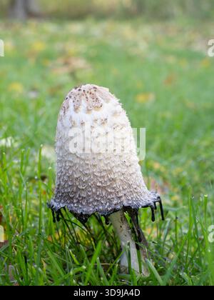 Nahaufnahme eines Coprinus comatus oder zotteligen Mähnenpilzes, auch bekannt als zotteliger Tintenpilz oder Perücke eines Anwalts, fotografiert in Lakeview, MN, USA Stockfoto