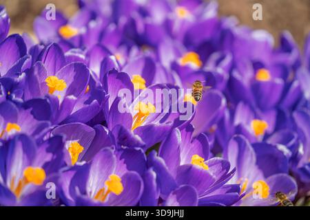 Honigbiene fliegt zwischen blühenden Krokusblüten. Stockfoto