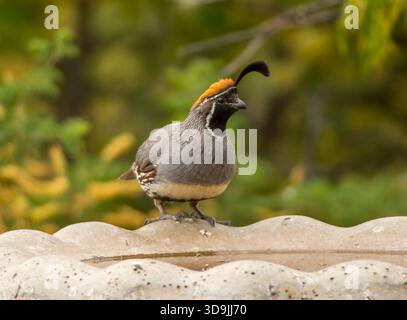 Ein wunderschöner männlicher Gambel's Quail sitzt am Rande eines Vogelbades im trockenen Klima Arizonas und trinkt Wasser. Stockfoto